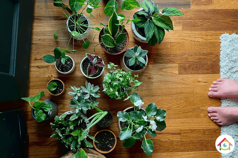 Purifier l'air de votre intérieur grâce aux plantes vertes, c'est possible